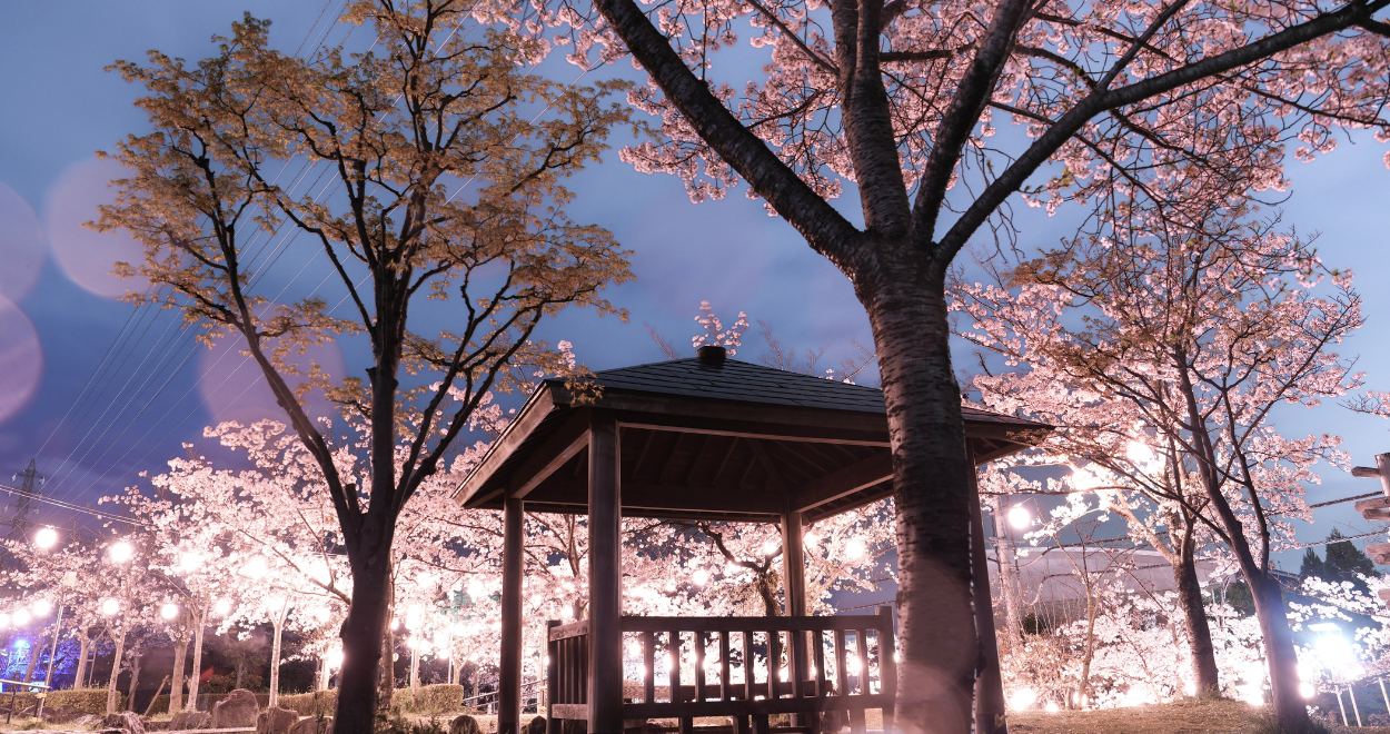 夜桜ライトアップに照らされ、シルエットが浮かび上がった東屋の写真