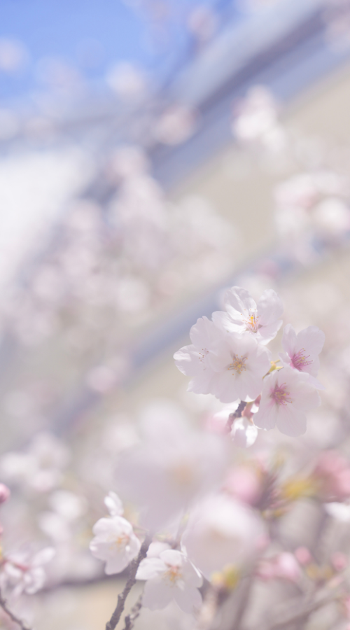 上牧町文化センターをバックに咲き誇る桜花の写真