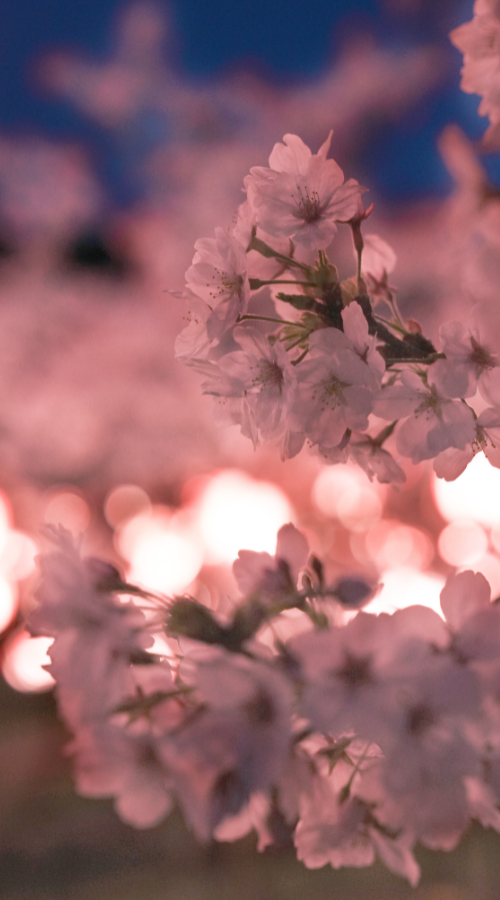夜桜ライトアップ会場の桜の写真（桜アップ）