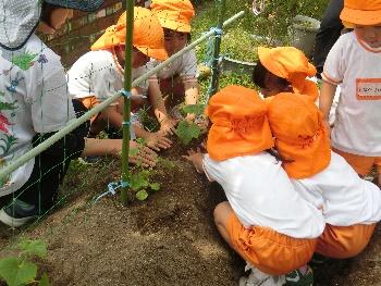 園児たちが苗を植えている様子の写真