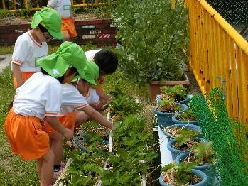 園児たちが野菜栽培に手入れをしている様子の写真