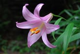 淡いピンク色の百合の花の写真