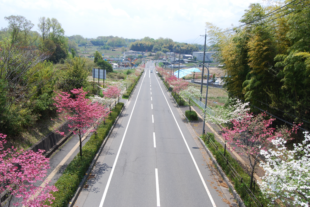 上牧町の道路の写真。中央に道路があり、その両側面に木々が立ち並んでいる。中にはピンクの花や白い花をつけた木々もある。