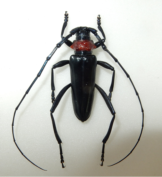 クビアカツヤカミキリの幼虫