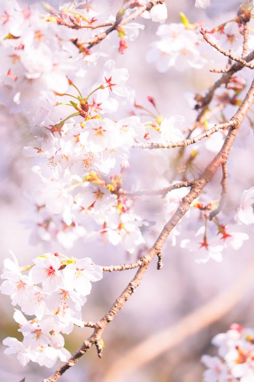 満開の桜の花
