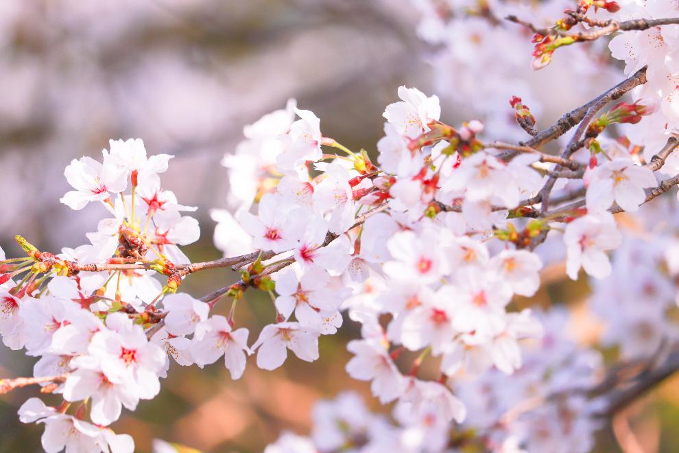満開の桜の花の写真