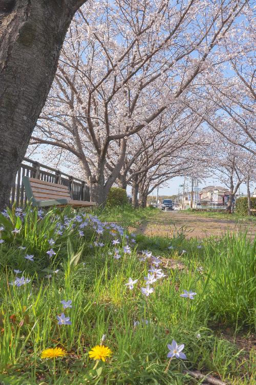 花が咲き乱れる公園の写真