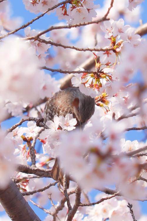 桜の花に囲まれ花の蜜を吸うヒヨドリの写真