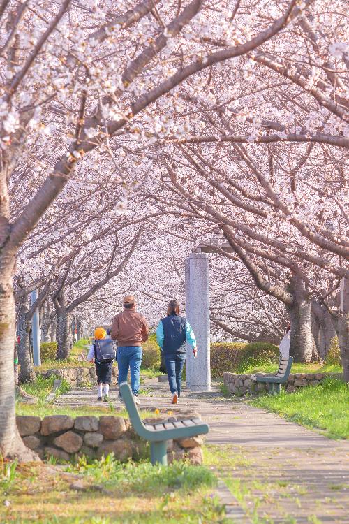 桜並木の間を歩いていく家族の写真