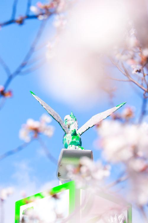 桜の花の向こうに見えるペガサスのブロンズ像