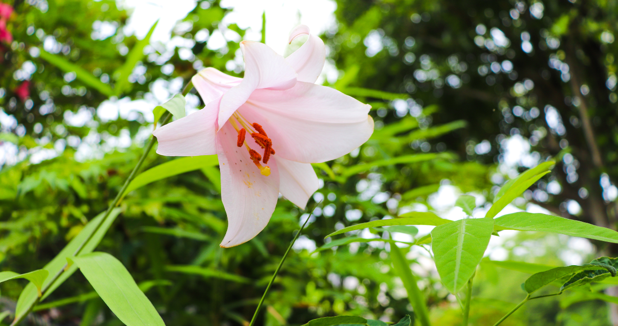 町内のささゆりの花の写真