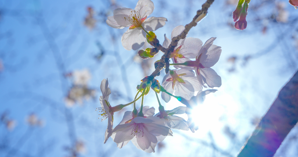 後ろの日差しに透けた桜の花の写真
