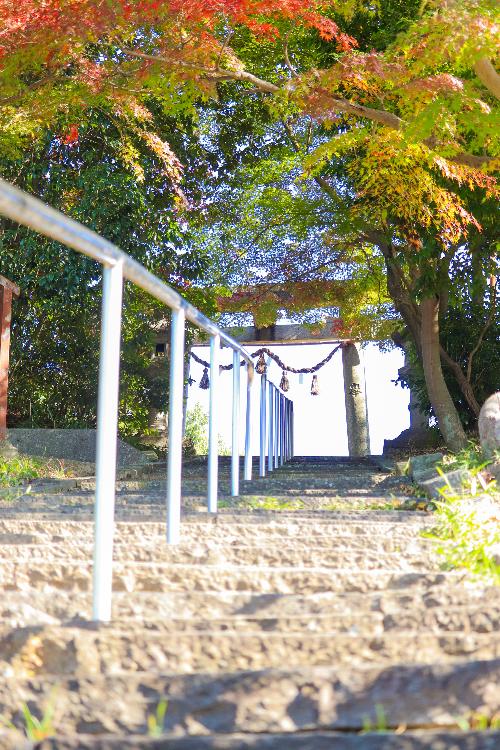 上牧町新町にある春日神社の階段から鳥居とモミジを見上げた写真