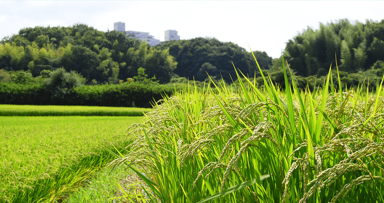 実った田んぼの画像