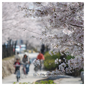 桜の画像