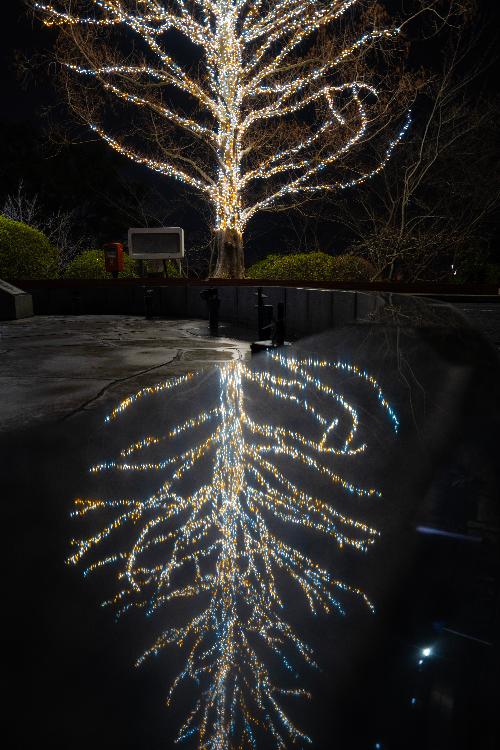 上牧町役場庁舎前のメタセコイアの木が電飾を付けられ、夜に明るくきらびやかに光っている写真