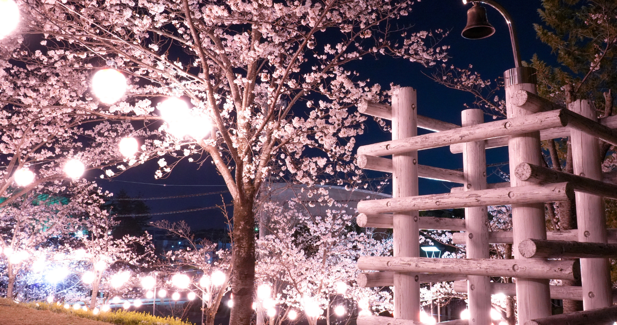夜に花が満開の木に電飾がつけられ明るく照らされている画像