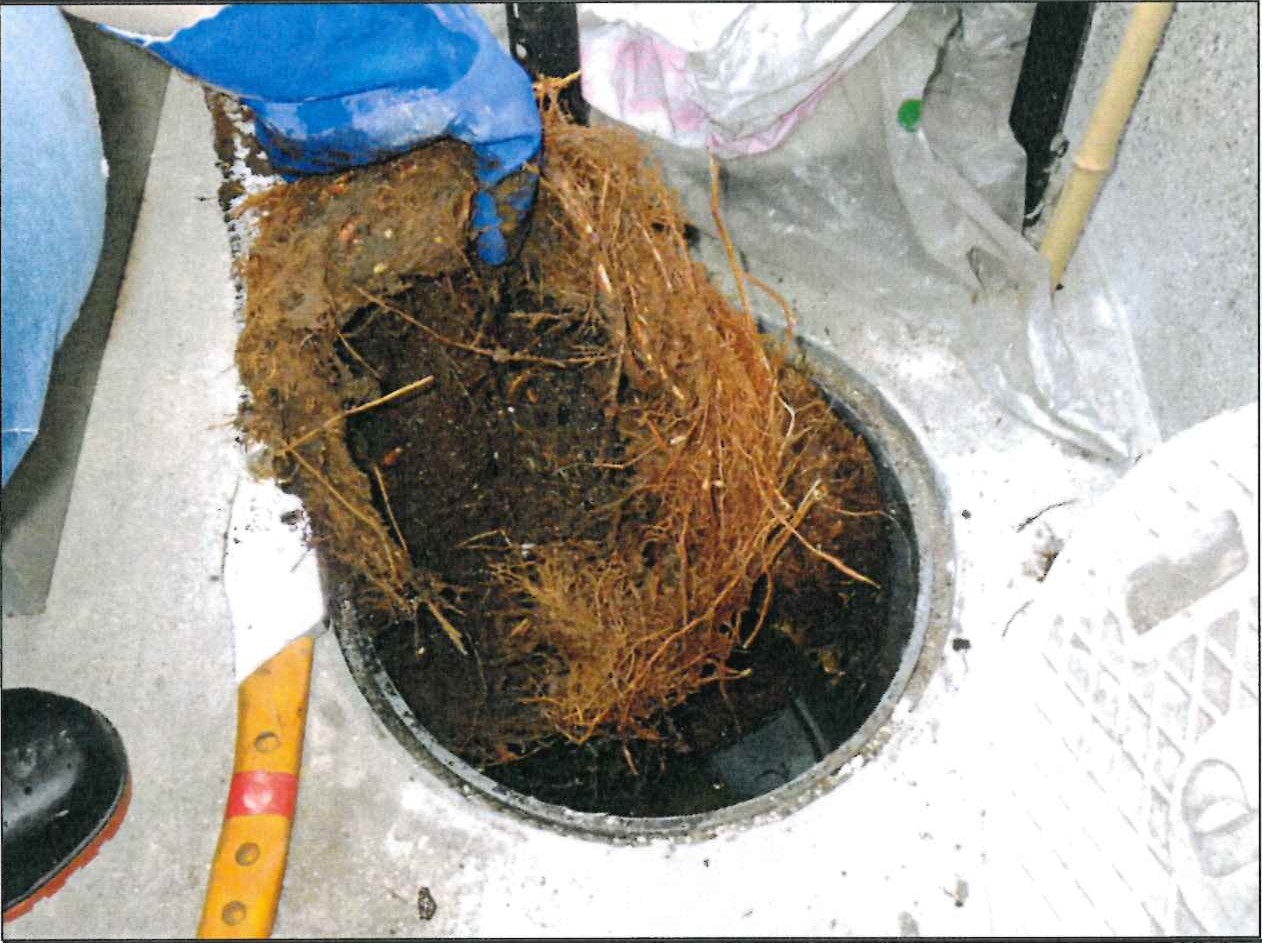 公共汚水ますや排水設備に入り込んだ植物の根っこの写真