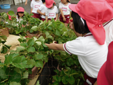 園児たちが野菜栽培に手入れをしている様子の写真