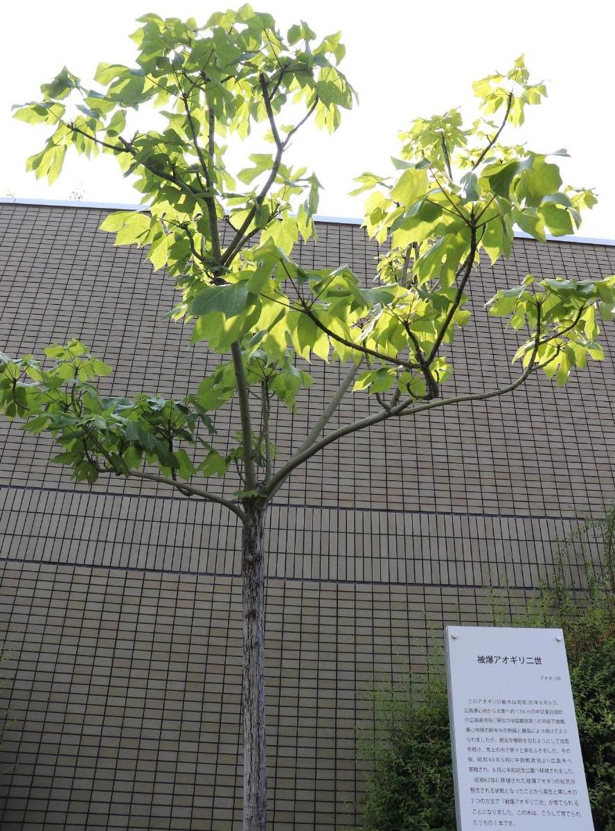 上牧町文化センター前に植樹された被爆アオギリ二世の写真