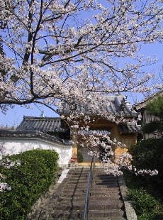 花が満開に咲いている桜の木の枝と石階段の上にある浄安寺の入り口の写真