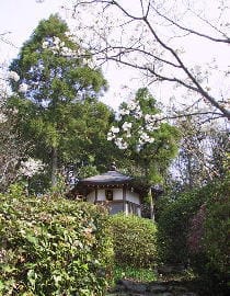 花が咲いている桜の木と手入れされた植木の中に建てられた山門の写真