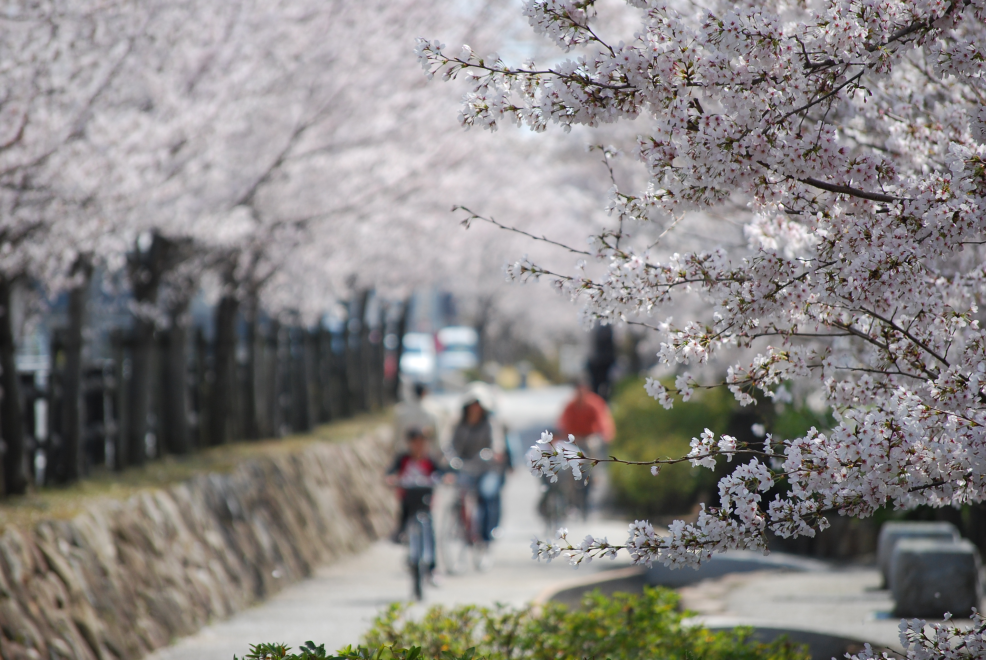 中心に道があり、自転車に乗った人や歩いている人がいて、両サイドには桜の木が並んだ画像