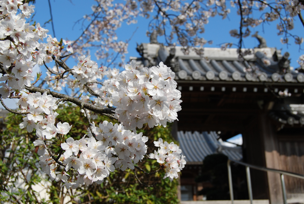 桜の花と寺の門を撮影した写真