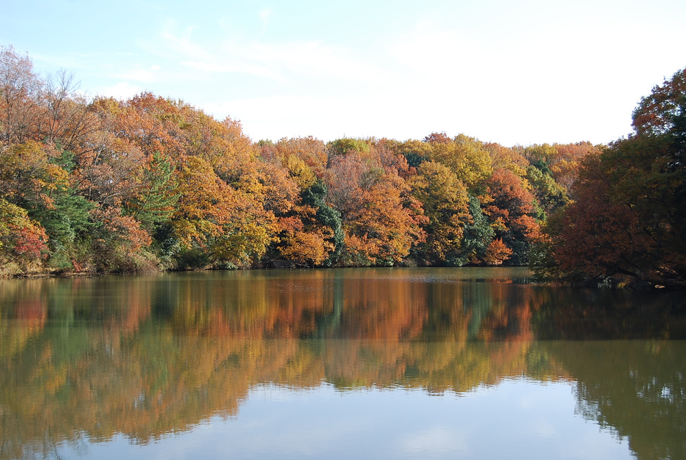 湖と紅葉した木々の風景写真