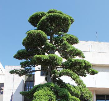 大きな槇の木が立っている写真