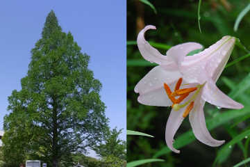 一枚の画像のうち、左半分に大きな槇の木が立っている写真、右側に雨で濡れた白いササユリの花が一輪咲いている写真。