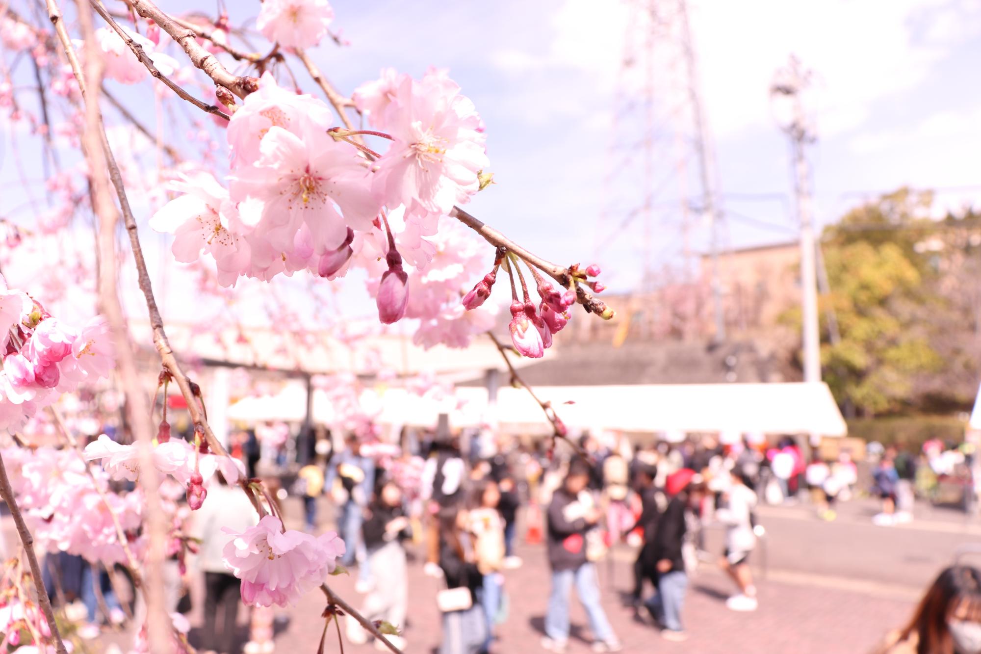 お花見イベント