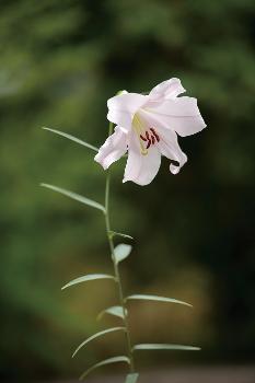 ササユリの花が一輪咲いている写真