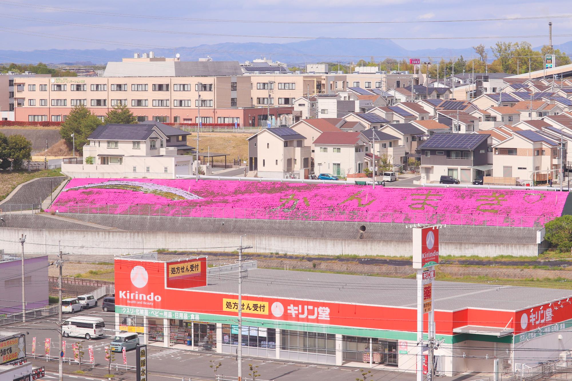 芝桜日中